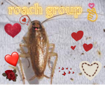 roach group 12345
