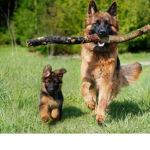 Hunde amy