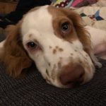 QueenPuppy