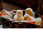 Chick Pics