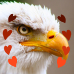 Eagles United!