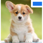 Dog L0VER’S