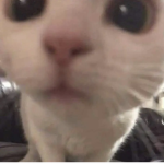 kittyp4ws
