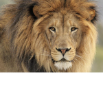 The ULTRA LIONS