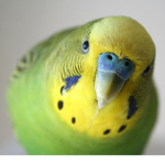 Budgie Fan