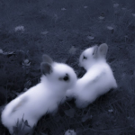 [Bunny²]