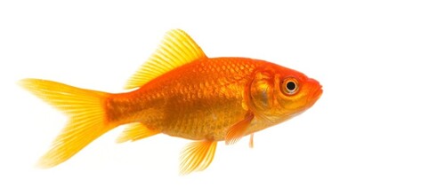 United Fish-es Rules