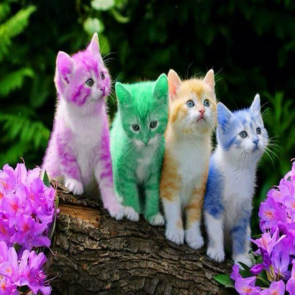 cats Roblox decal