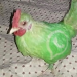 fisidocx