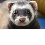 gamerferrets