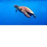 TeamTurtlesForever
