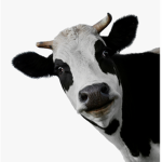The Cow Revolution