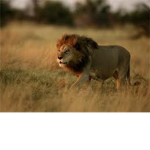 Lion Fan Club
