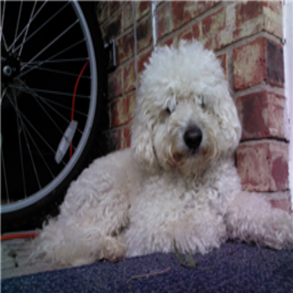 dog Roblox decal