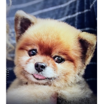 Little doggo’s