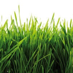 TheGrass