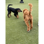 place for dog group!
