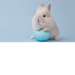 Who loves Bunnies so cute
