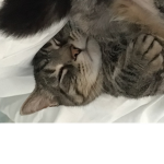 Kitty and cat group#