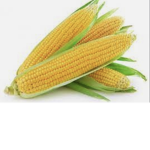 CORN KID FANS