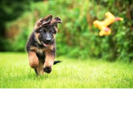 Puppy Army :P