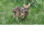 Fawn love