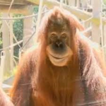 I LOVE GORILLAS