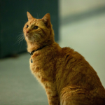 official kitten fan group