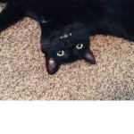 Me and my cat love kittens
