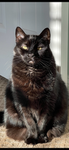 fuzzball33