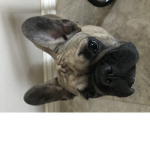 Dream Dream Club