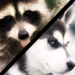 Raccoons V.s Huskies