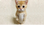 Kawwai :3
