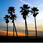 PalmLeafs