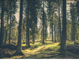 Forest!