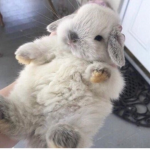 ~Sugar Bunnies~