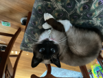 my cat Chloe