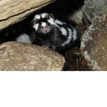 skunks life