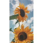 Sunflower | Studios