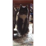 ####-Cats