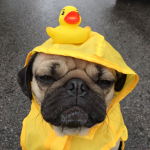 The chill pug