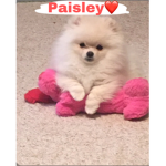 II Pomeranians II