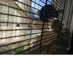 Pets groups