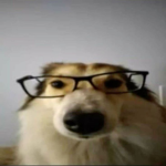 P O L Y E S T ER