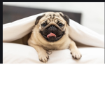Pug powers pack
