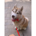Merciful Husky fan group