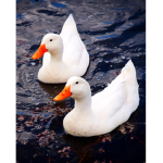Duck_Fan_Group