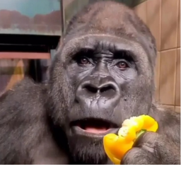Gorillas VS Humans