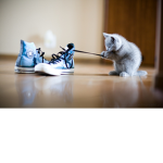 The Cats!!