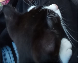Whiskers land